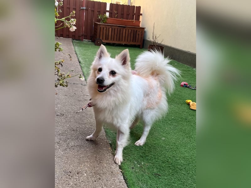 Amy SR – Kleines Energiebündel mit großem Herz sucht sportliche Menschen