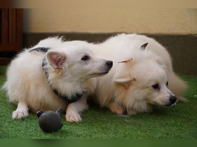 Timm-SR – Schatz sucht Liebe und Vertrauen!