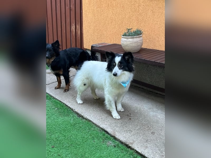 Jerry SR- Gutmütiger Sonnenschein sucht Zuhause