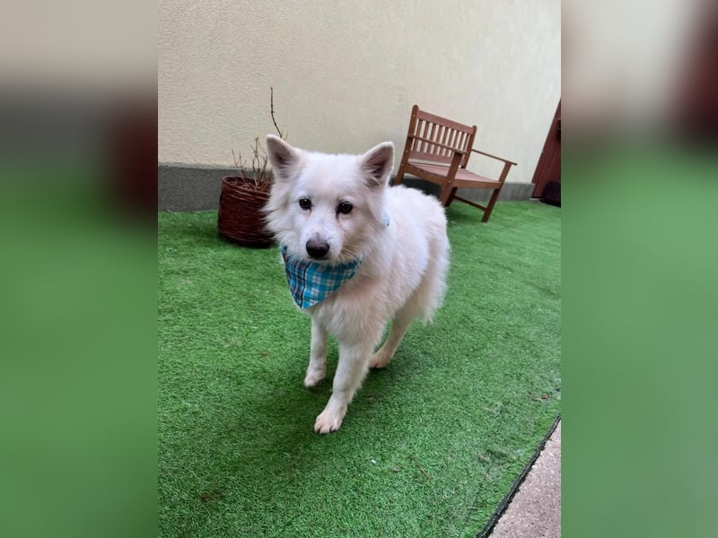 Kody SR- Gelassener Gentleman sucht sein Glück!