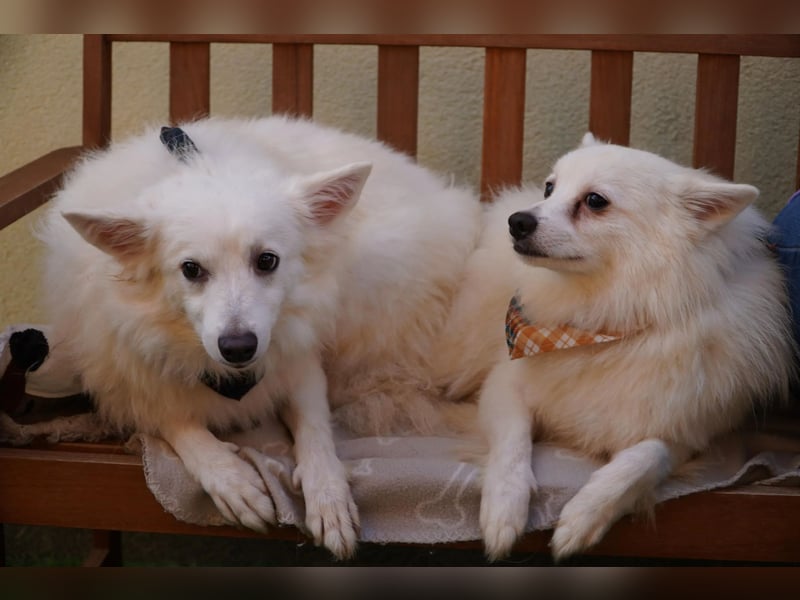 Timm-SR – Schatz sucht Liebe und Vertrauen!