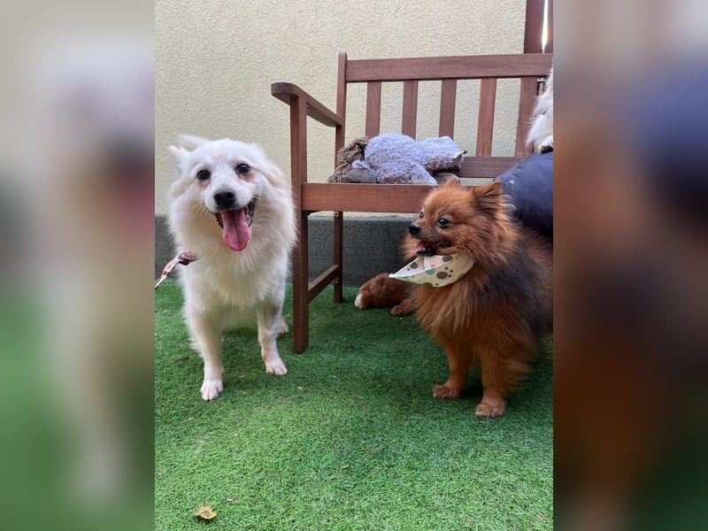 Amy SR – Kleines Energiebündel mit großem Herz sucht sportliche Menschen