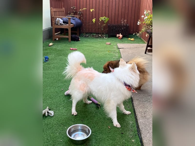 Amy SR – Kleines Energiebündel mit großem Herz sucht sportliche Menschen