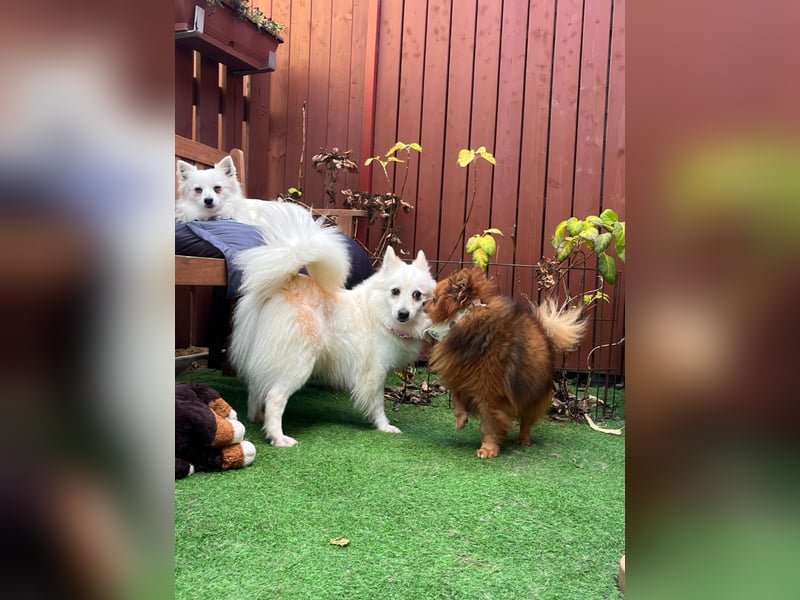 Amy SR – Kleines Energiebündel mit großem Herz sucht sportliche Menschen