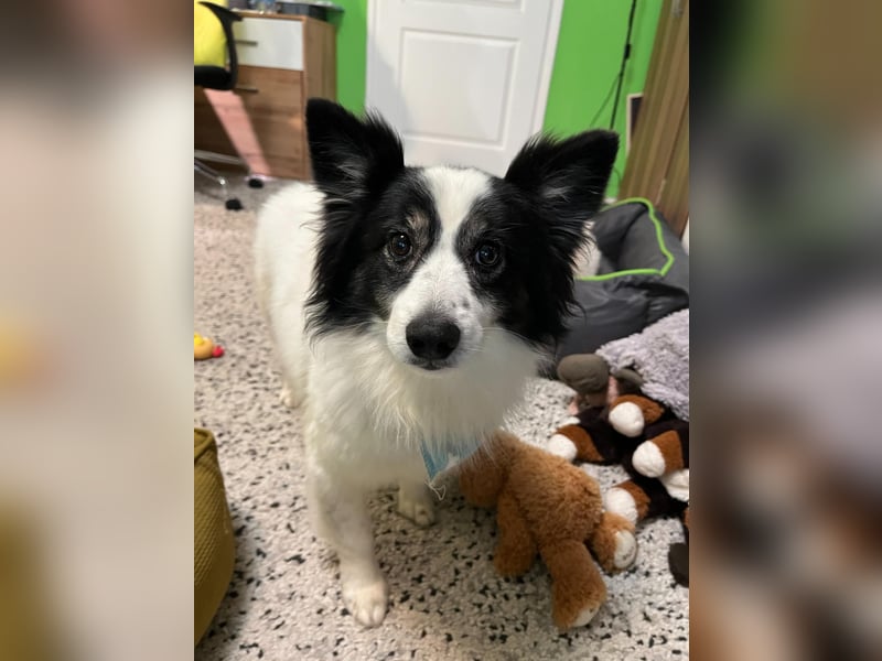 Jerry SR- Gutmütiger Sonnenschein sucht Zuhause