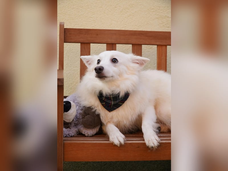 Timm-SR – Schatz sucht Liebe und Vertrauen!