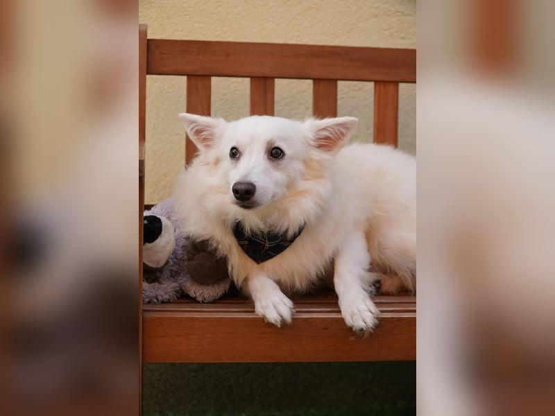 Timm-SR – Schatz sucht Liebe und Vertrauen!