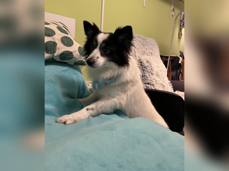 Jerry SR- Gutmütiger Sonnenschein sucht Zuhause