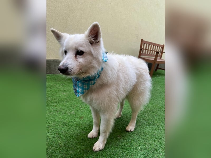 Kody SR- Gelassener Gentleman sucht sein Glück!