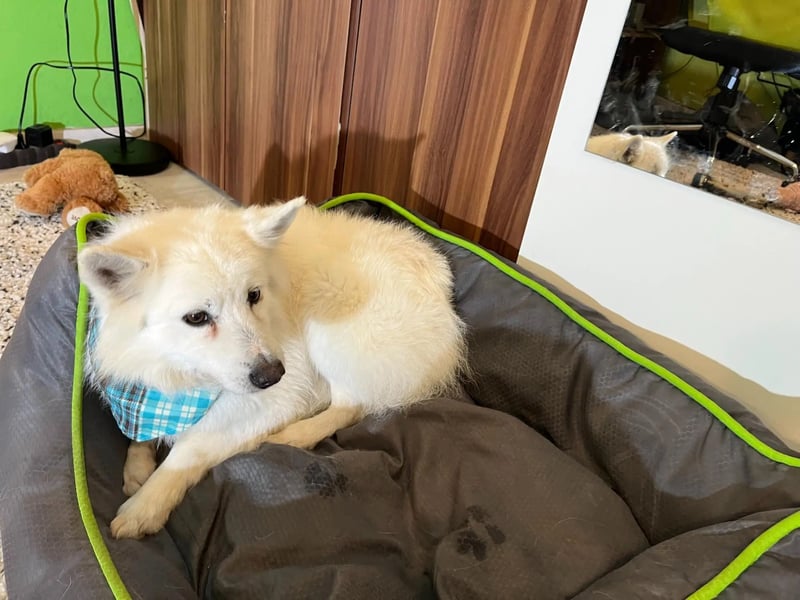 Kody SR- Gelassener Gentleman sucht sein Glück!