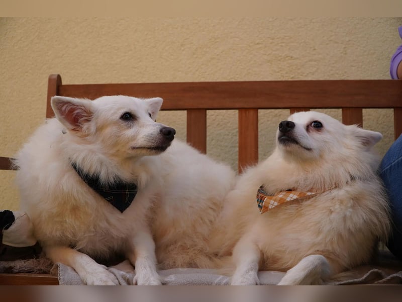 Timm-SR – Schatz sucht Liebe und Vertrauen!