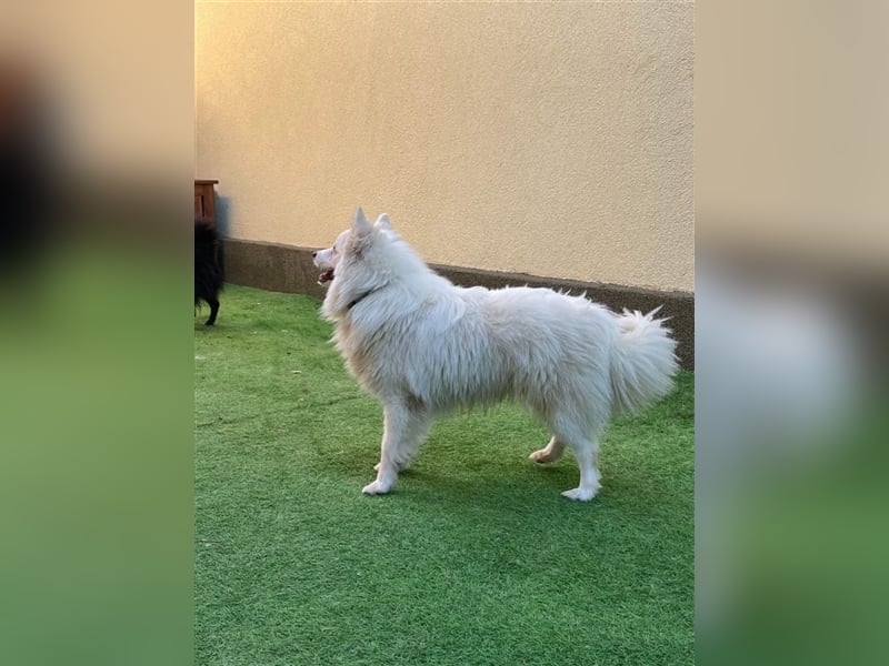 Ted, schüchterner und liebenswerter Mittelspitz, geb. 03/2022