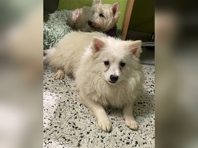 Ted, schüchterner und liebenswerter Mittelspitz, geb. 03/2022