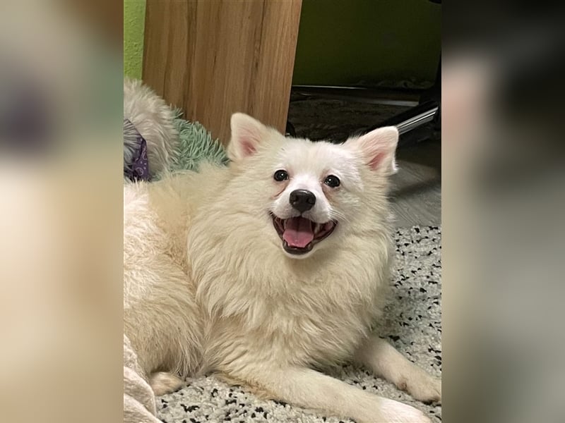 Ted, schüchterner und liebenswerter Mittelspitz, geb. 03/2022