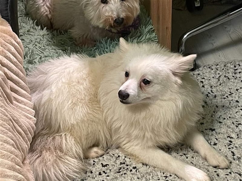 Ted, schüchterner und liebenswerter Mittelspitz, geb. 03/2022