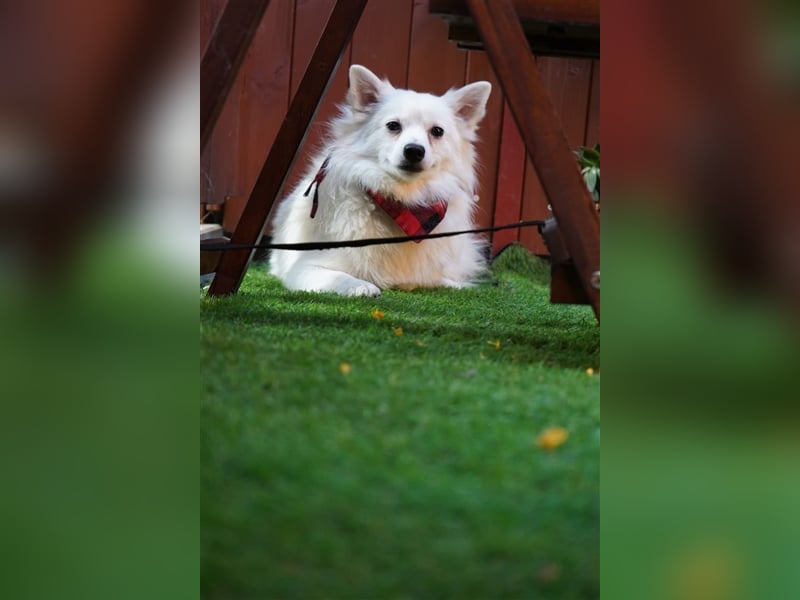 Ted, schüchterner und liebenswerter Mittelspitz, geb. 03/2022