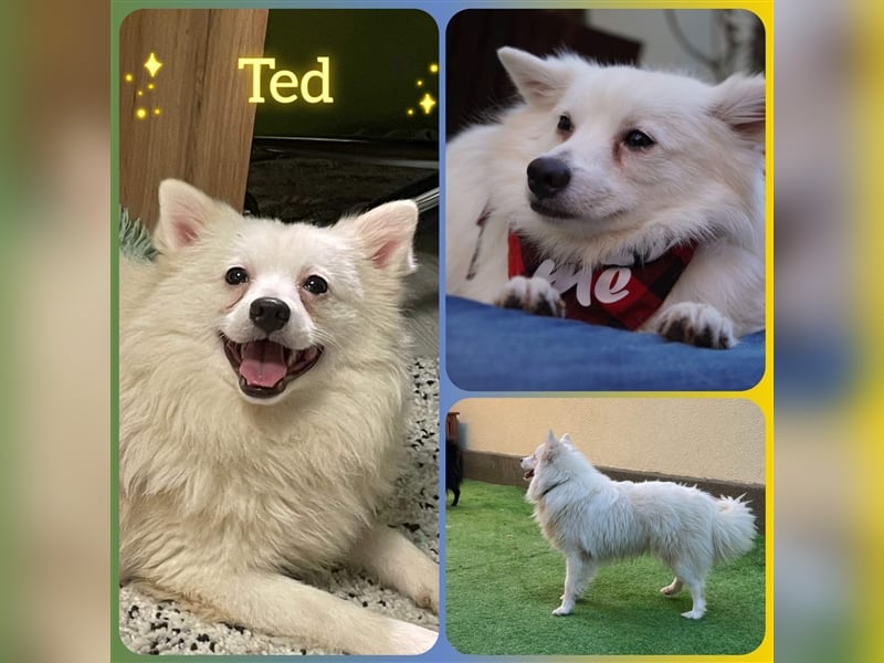 Ted, schüchterner und liebenswerter Mittelspitz, geb. 03/2022