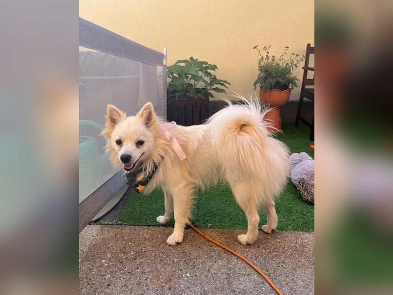 Jeremy SR - verträglich, verspielt