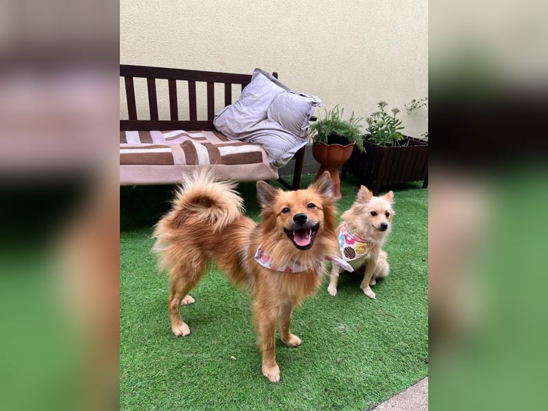 Goldi - kleiner Sonnenschein