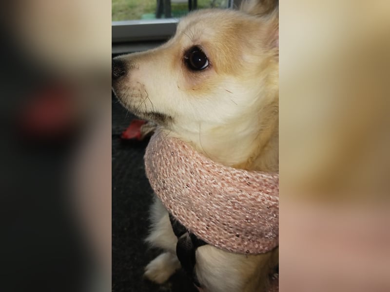 Diego 1 - verspielt, freundlich in 61191 Rosbach