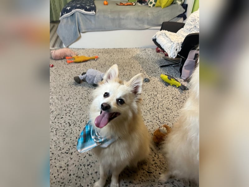 Lio SR - verkuschelt, lieb