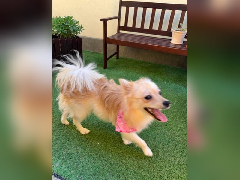 Hella SR - verträglich, freundlich