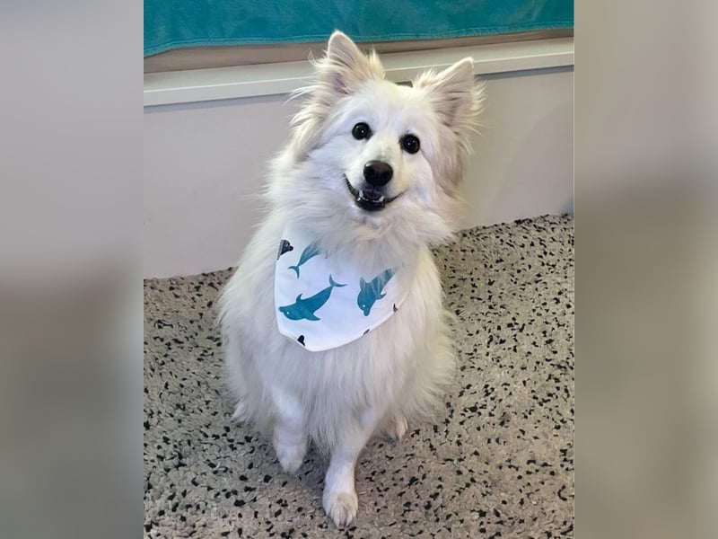 Brutus SR - zurückhaltend