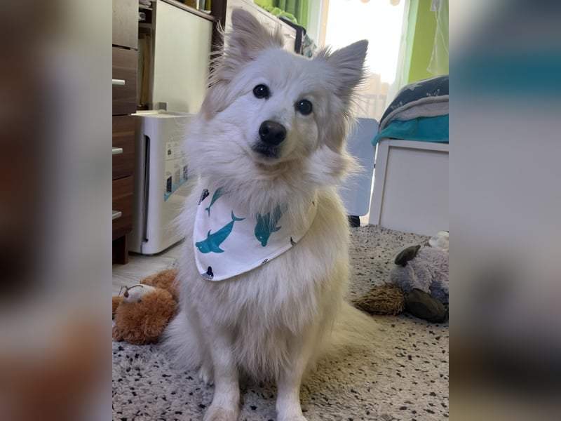 Brutus SR - zurückhaltend