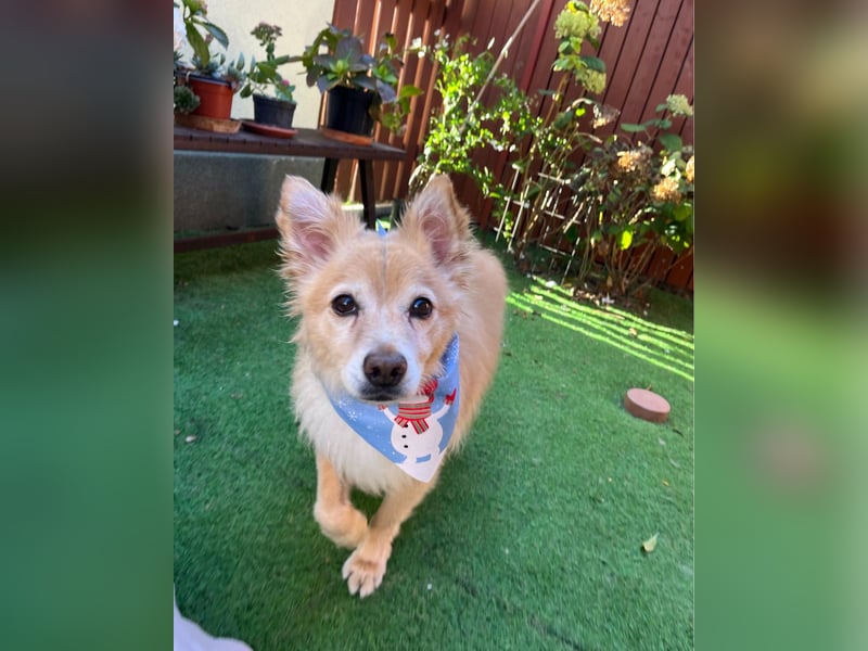 Barney SR - ruhig, verträglich