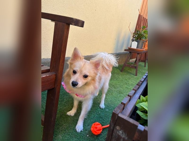 Hella SR - verträglich, freundlich