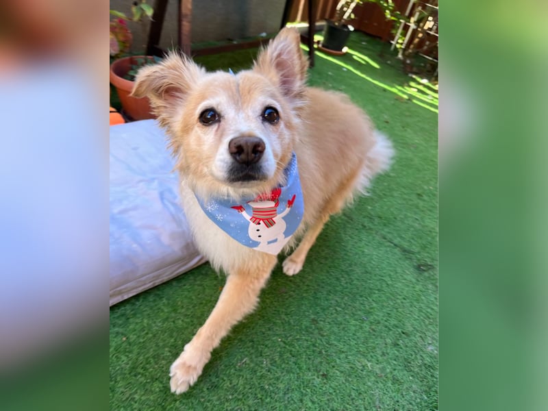 Barney SR - ruhig, verträglich