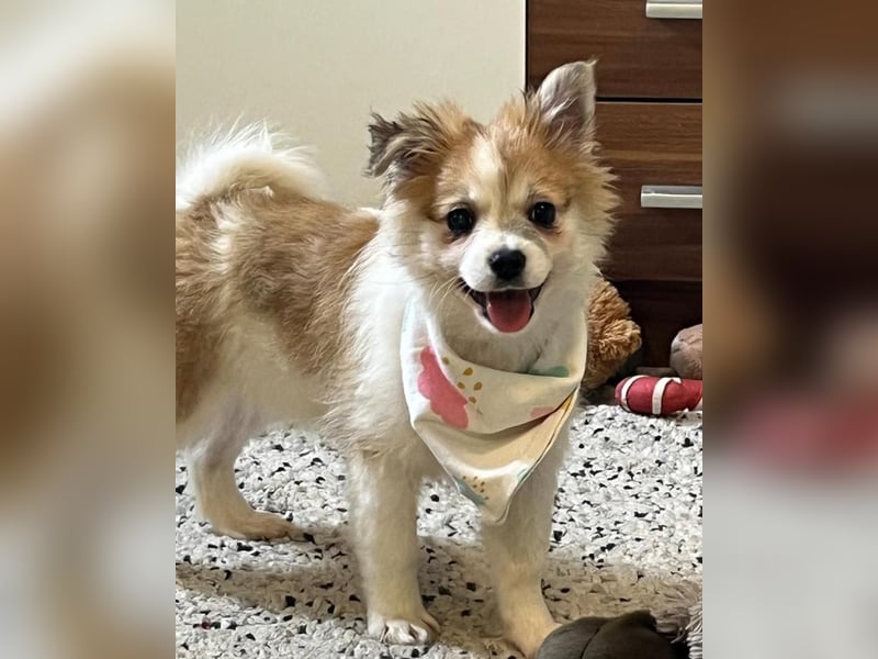 Debby SR - freundlich, verspielt