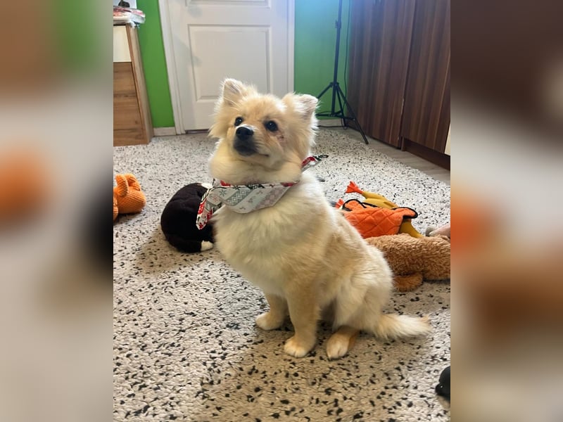 James SR- katzenverträglich, freundlich