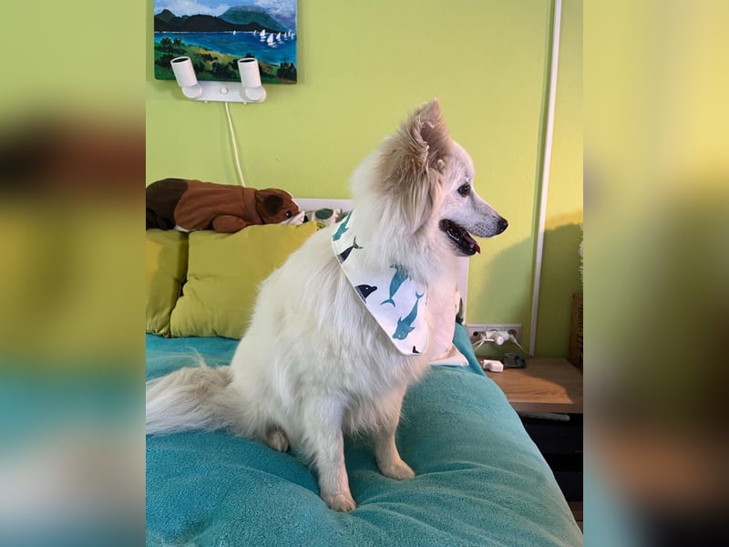 Brutus SR - zurückhaltend