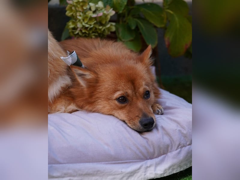 Leo SR, freundlich und ruhig