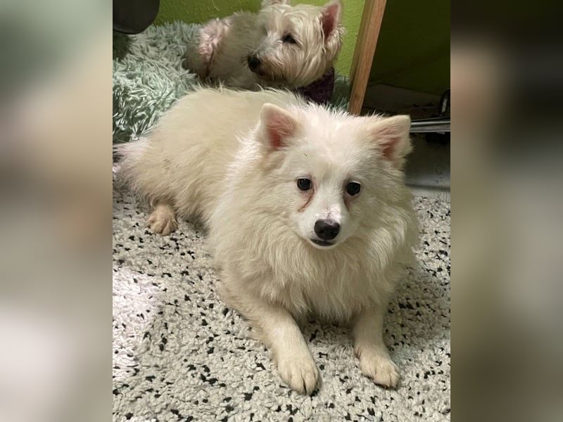 Ted SR - sucht ein Zuhause