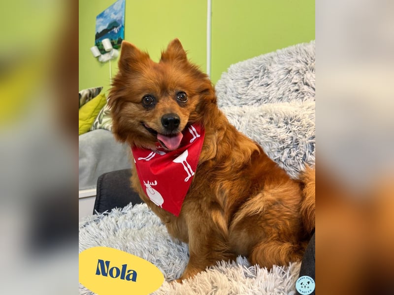 Nola SR - aufgeschlossen, neugierig