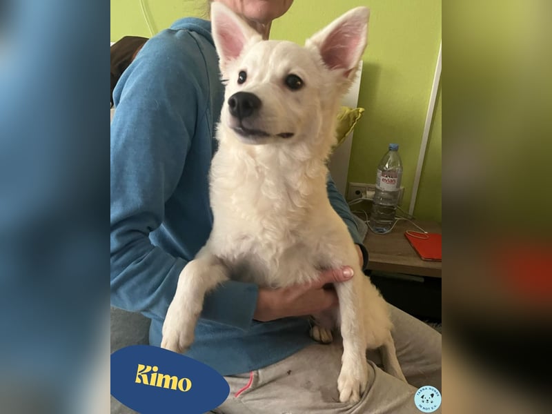 Kimo SR - freundlich, aktiv, neugierig