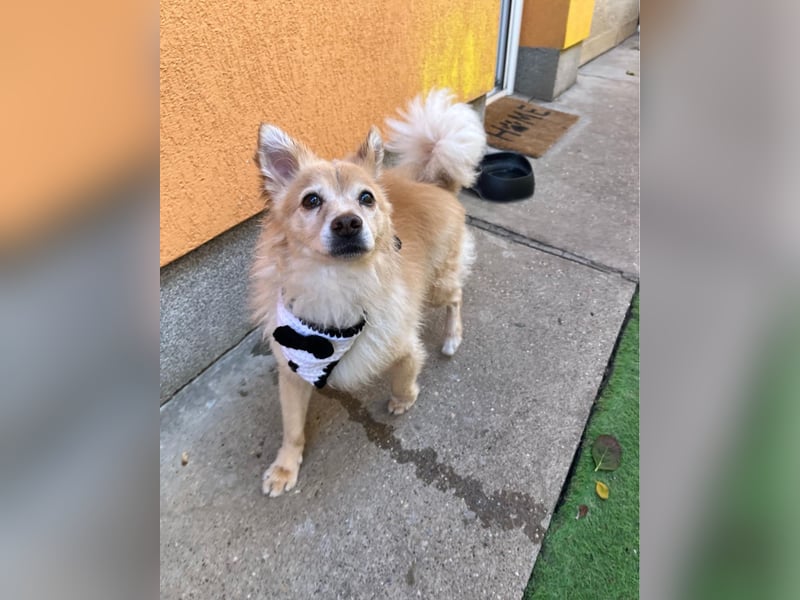 Barney SR - ruhig, verträglich