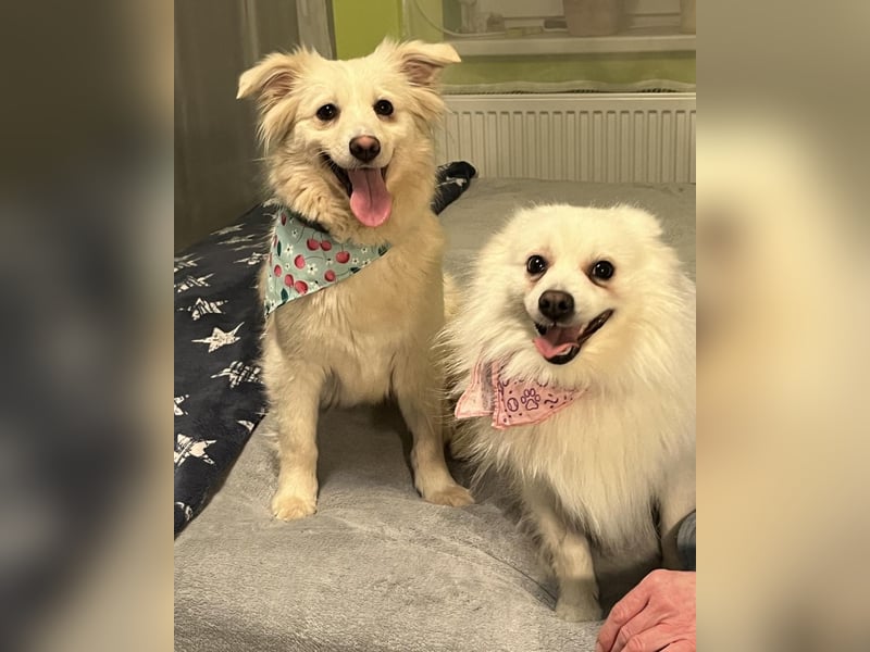 Eevee SR - verspielt, verträglich