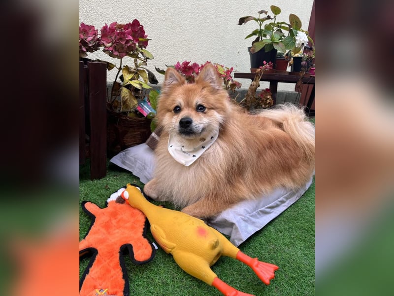 Yumo SR - aufgeschlossen, verträglich