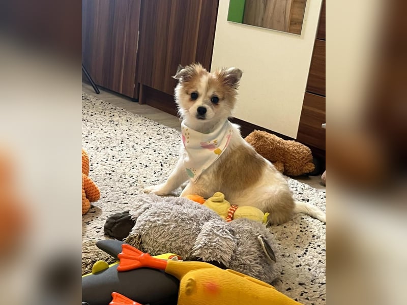 Debby SR - freundlich, verspielt