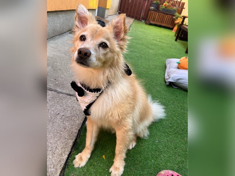 Barney SR - ruhig, verträglich