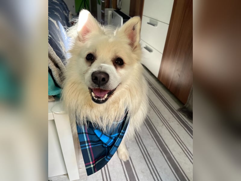 Marshmello - verspielt, dominant