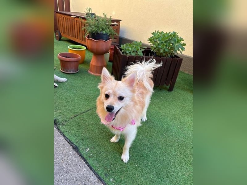 Hella SR - verträglich, freundlich