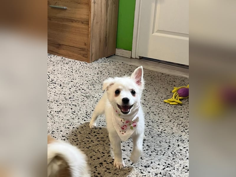 Dia SR - freundliches Hundekind