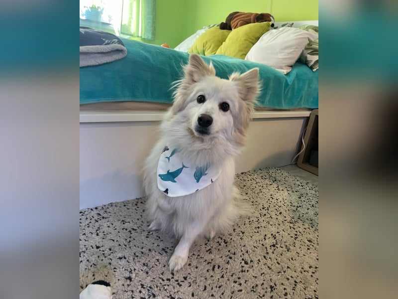 Brutus SR - zurückhaltend