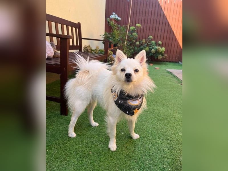 Jeremy SR - verträglich, verspielt