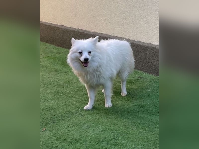 Ted SR - sucht ein Zuhause