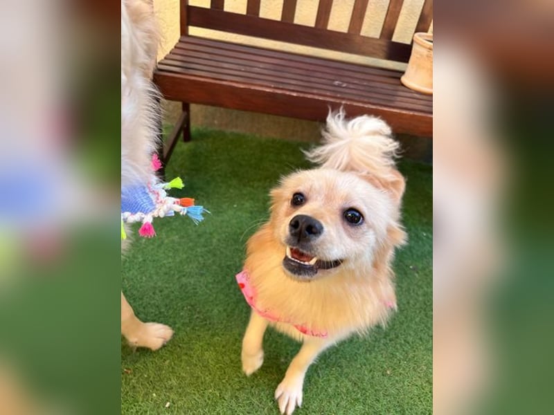 Hella SR - verträglich, freundlich